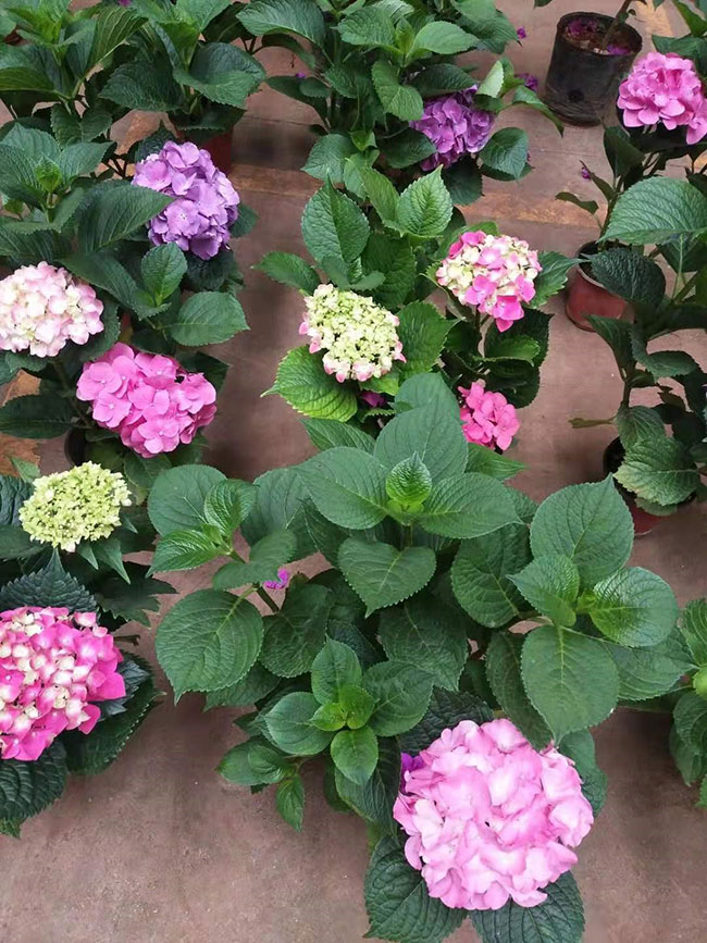 繡球花的花語(yǔ)是什么?繡球花的寓意和象征