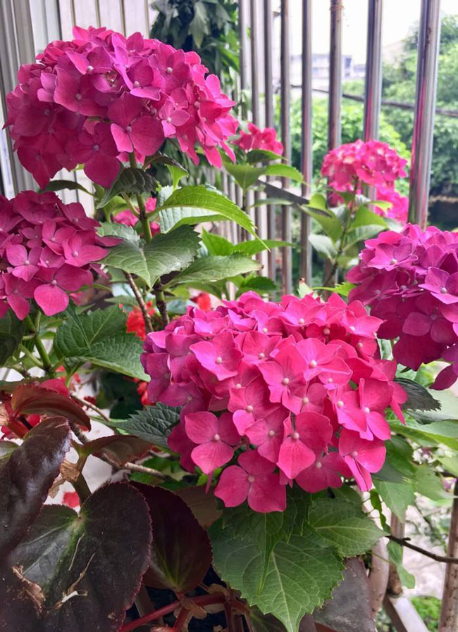 繡球花的花語(yǔ)是什么?繡球花的寓意和象征