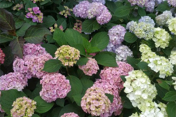 繡球花苗什么時(shí)候種植?繡球花種植時(shí)間和方法