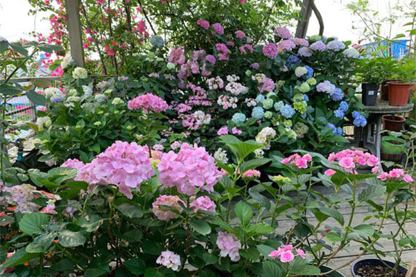 繡球花苗什么時(shí)候種植?繡球花種植時(shí)間和方法