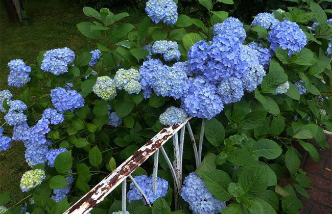 繡球花苗什么時(shí)候種植?繡球花種植時(shí)間和方法