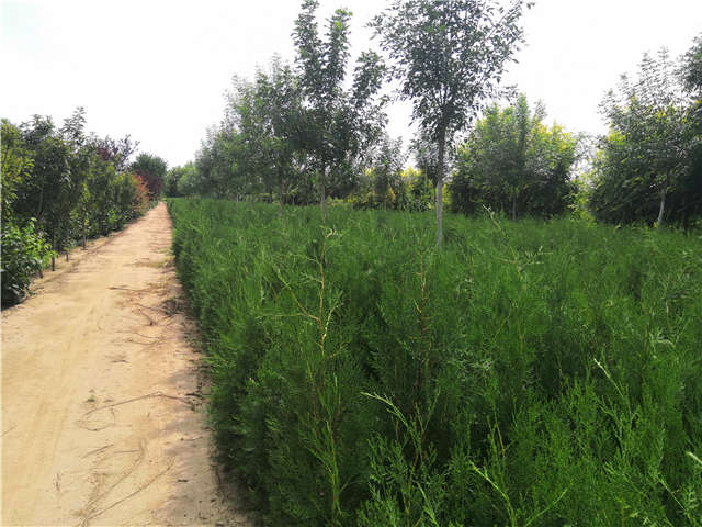 沭陽(yáng)長(zhǎng)景園林側(cè)柏種植基地實(shí)拍圖片