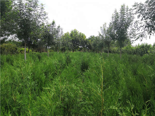 沭陽(yáng)長(zhǎng)景園林側(cè)柏種植基地實(shí)拍圖片