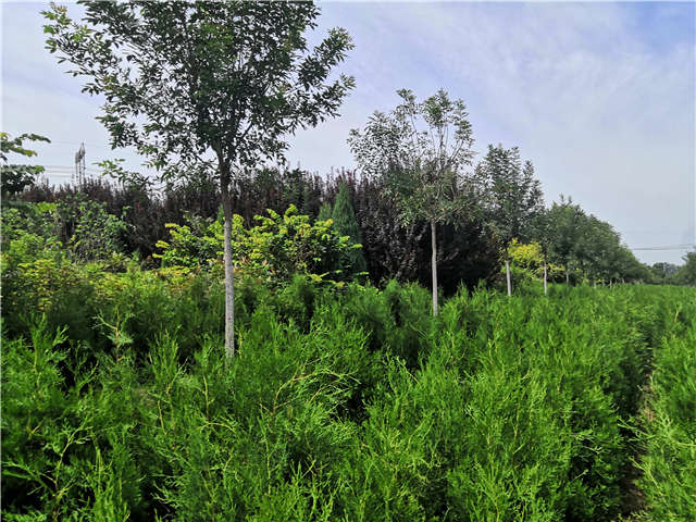 沭陽(yáng)長(zhǎng)景園林側(cè)柏種植基地實(shí)拍圖片
