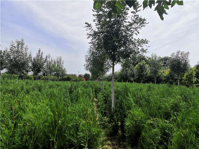 沭陽(yáng)長(zhǎng)景園林側(cè)柏種植基地實(shí)拍圖片