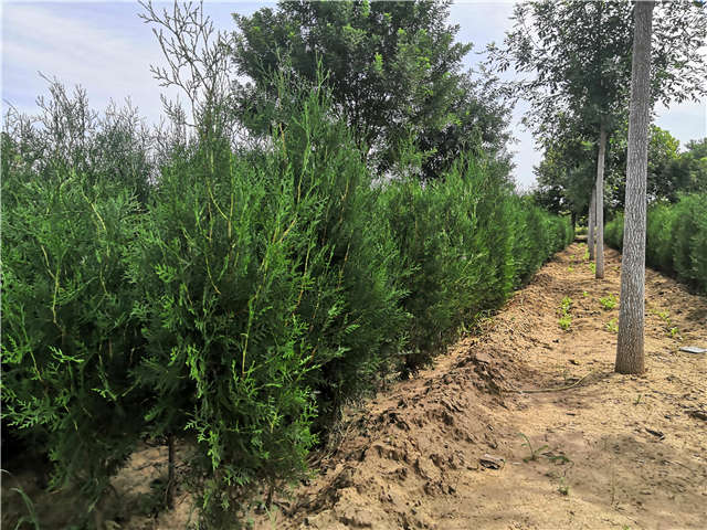 沭陽(yáng)長(zhǎng)景園林側(cè)柏種植基地實(shí)拍圖片