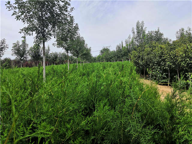 沭陽(yáng)長(zhǎng)景園林側(cè)柏種植基地實(shí)拍圖片