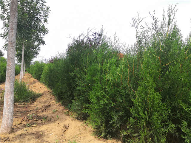 沭陽(yáng)長(zhǎng)景園林側(cè)柏種植基地實(shí)拍圖片