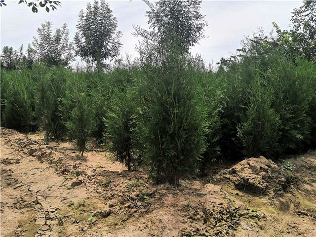 沭陽(yáng)長(zhǎng)景園林側(cè)柏種植基地實(shí)拍圖片