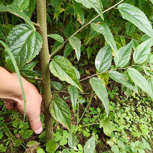 樸樹為什么這么貴?樸樹怎么種植?