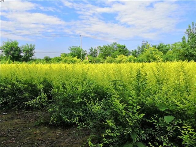 金葉榆籬種植基地實拍圖片