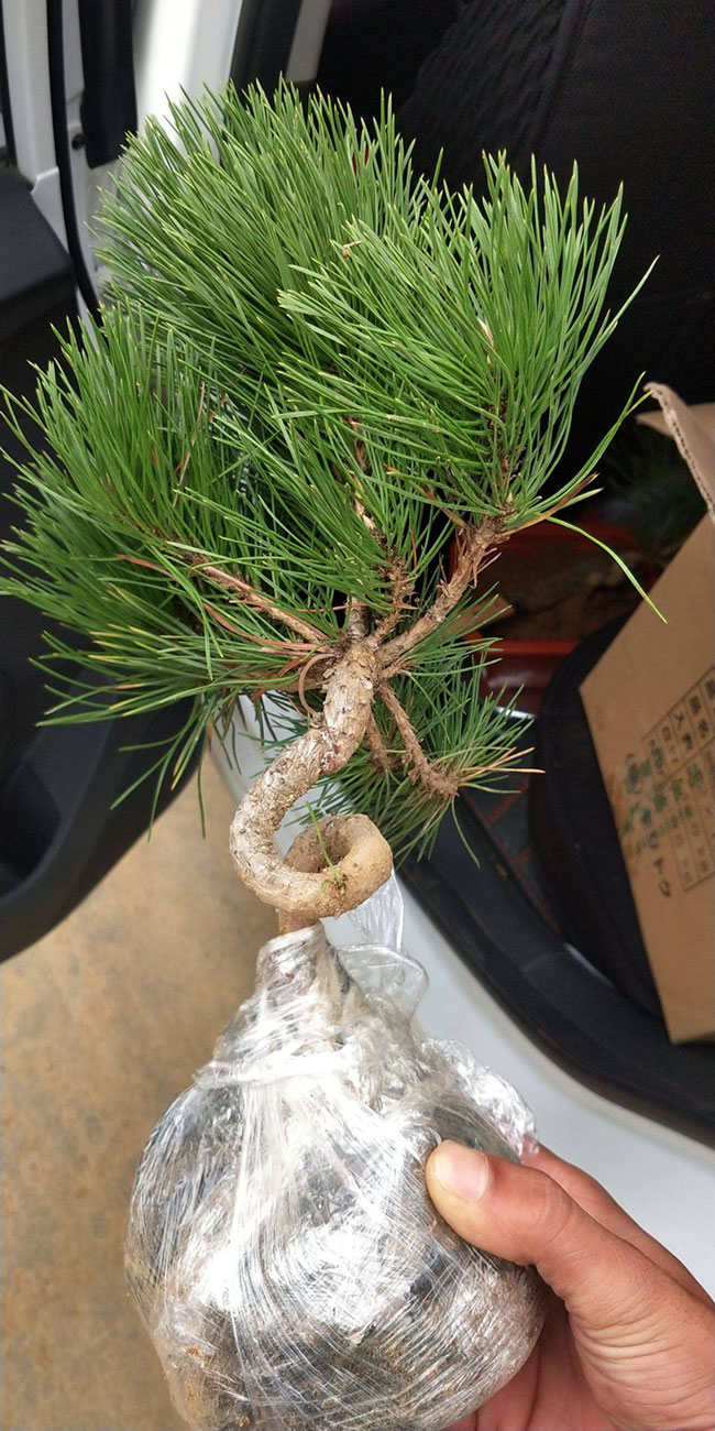 黑松價(jià)格多少錢一棵