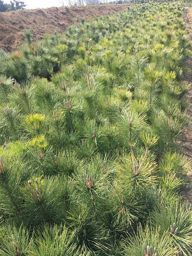 黑松價(jià)格多少錢一棵