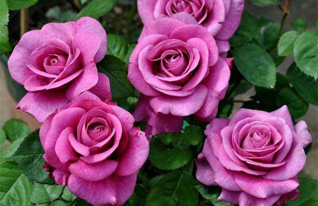 月季花根怎么種植?月季花栽培技術(shù)