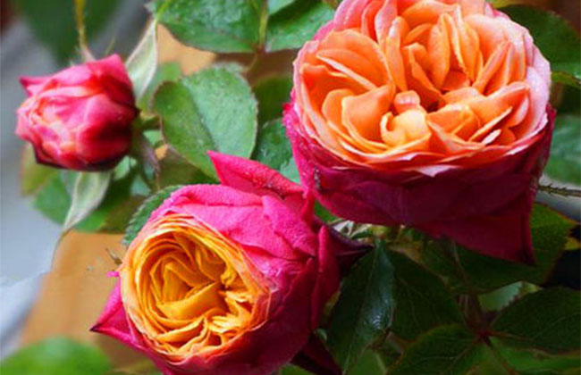 月季花根怎么種植?月季花栽培技術(shù)