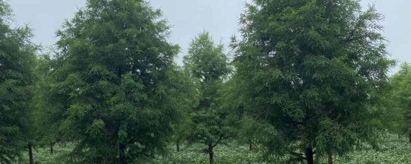 16公分東方杉價(jià)格多少錢一棵