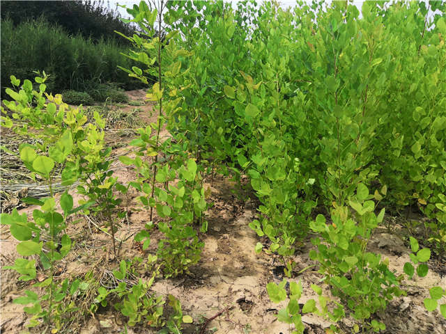 沭陽長景園林紫穗槐種植基地實拍圖片