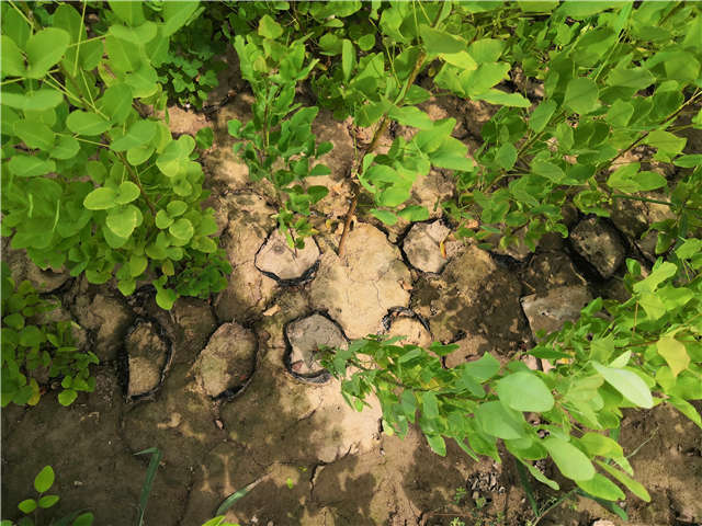沭陽長景園林紫穗槐種植基地實拍圖片