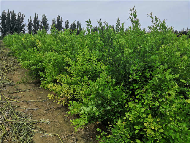 沭陽長景園林紫穗槐種植基地實拍圖片