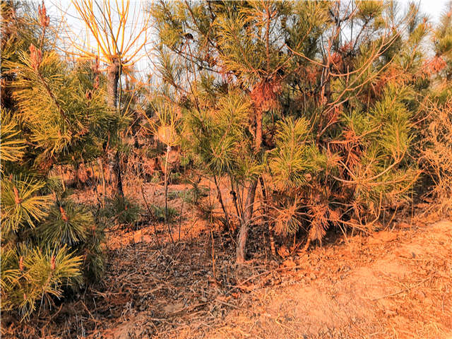 油松照片種植基地實(shí)拍