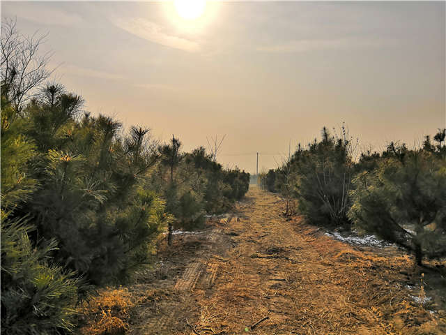 油松照片種植基地實拍
