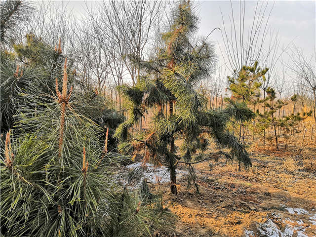 油松照片種植基地實(shí)拍