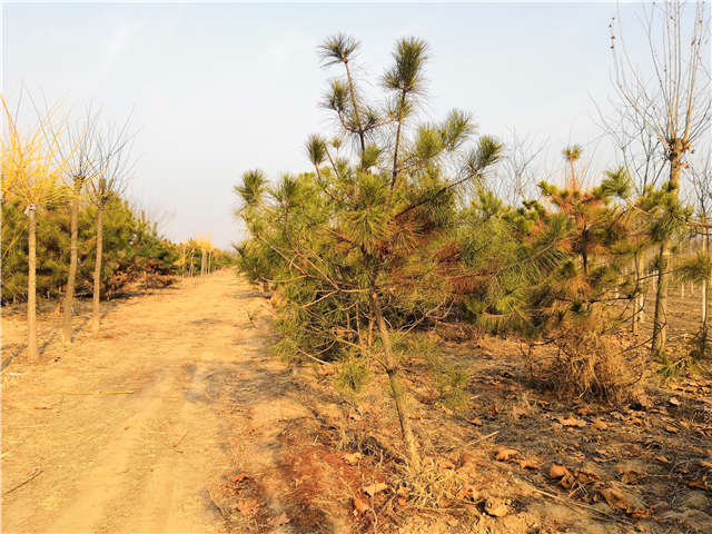 油松照片種植基地實(shí)拍