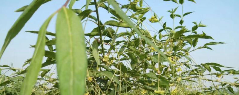 8公分金絲吊蝴蝶多少錢一棵