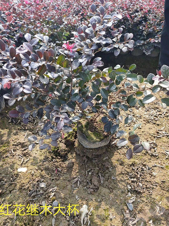 紅花繼木多少錢一棵?2020年紅花繼木價(jià)格最新價(jià)格