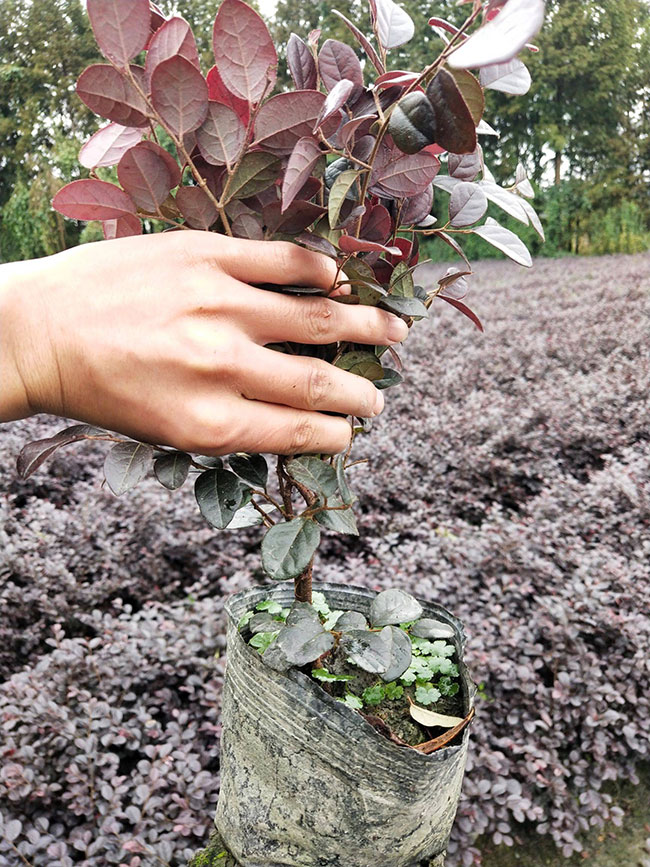 紅花繼木多少錢一棵?2020年紅花繼木價(jià)格最新價(jià)格