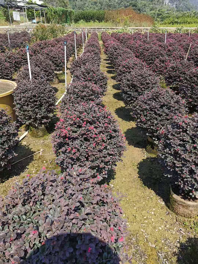 紅花繼木多少錢一棵?2020年紅花繼木價(jià)格最新價(jià)格