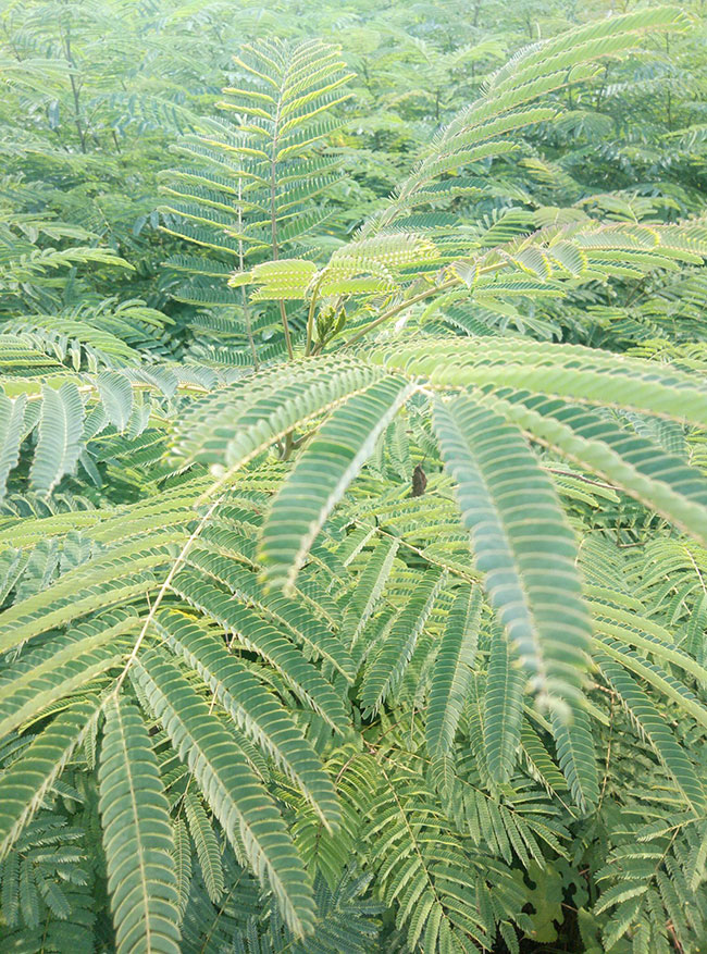 紫葉合歡樹怎么繁殖?合歡樹的繁殖技術(shù)