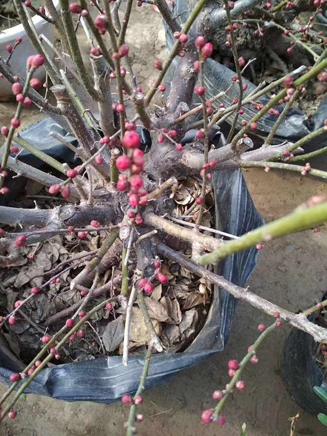 紅梅樹多少錢一棵?2020年紅梅樹價(jià)格最新價(jià)格