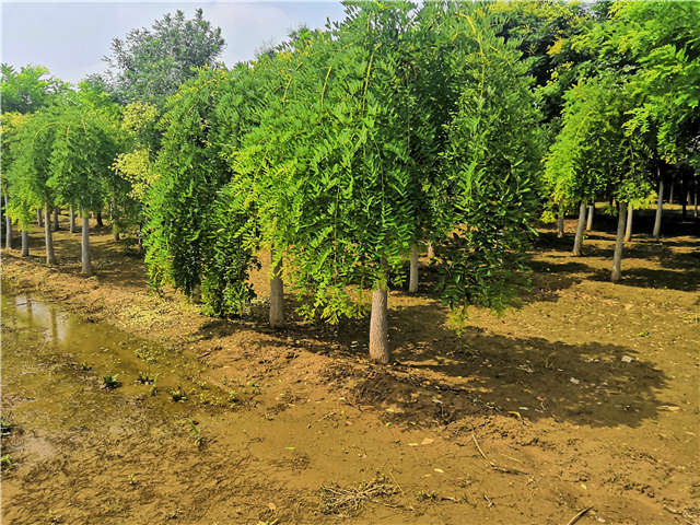 沭陽長景園林龍爪槐種植基地實拍圖片