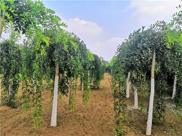 沭陽長景園林龍爪槐種植基地實拍圖片
