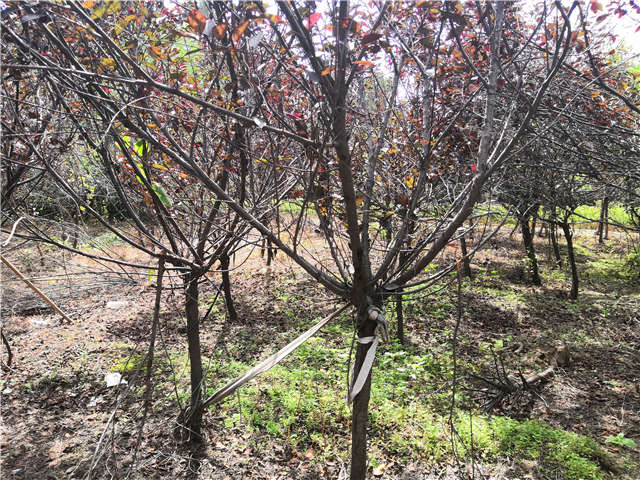 沭陽(yáng)長(zhǎng)景園林紫葉矮櫻種植基地實(shí)拍圖片