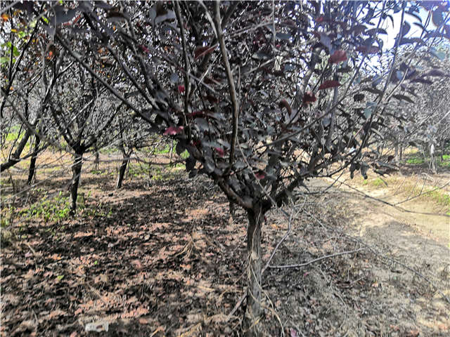 沭陽(yáng)長(zhǎng)景園林紫葉矮櫻種植基地實(shí)拍圖片