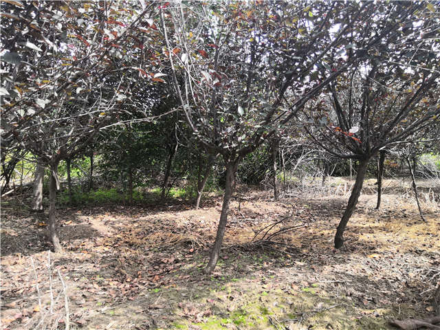 沭陽長景園林紫葉矮櫻種植基地實(shí)拍圖片