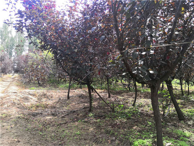 沭陽長景園林紫葉矮櫻種植基地實(shí)拍圖片