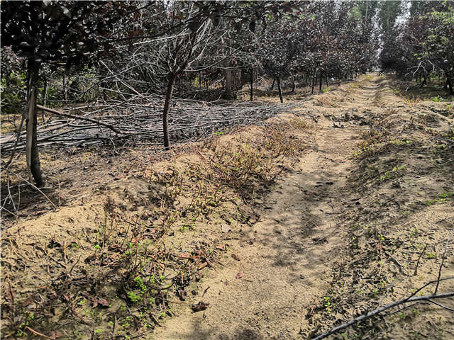 沭陽長景園林紫葉矮櫻種植基地實(shí)拍圖片