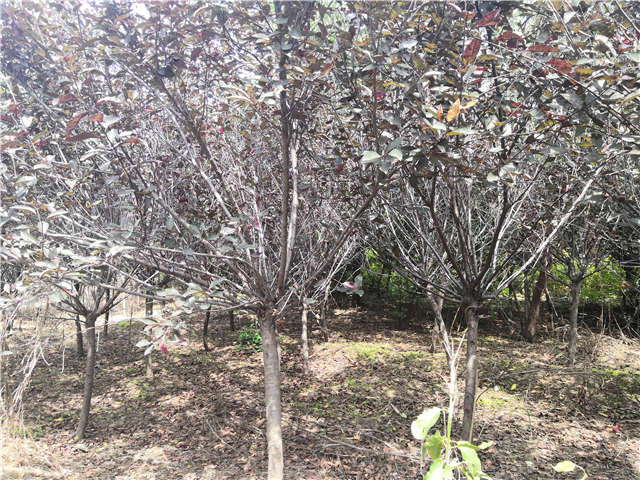 沭陽(yáng)長(zhǎng)景園林紫葉矮櫻種植基地實(shí)拍圖片