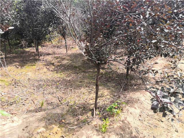 沭陽長景園林紫葉矮櫻種植基地實(shí)拍圖片