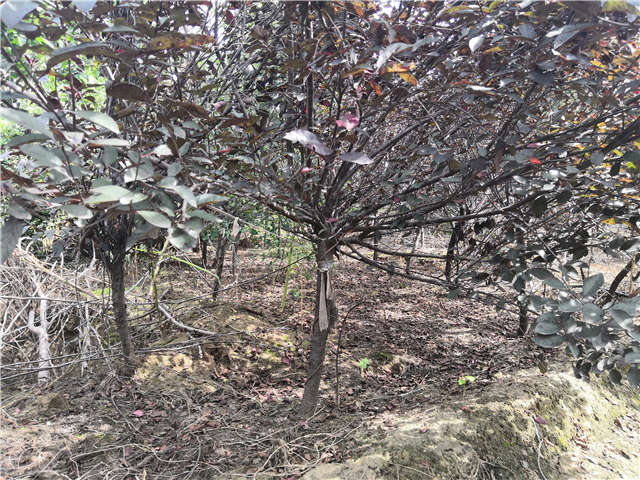 沭陽長景園林紫葉矮櫻種植基地實(shí)拍圖片