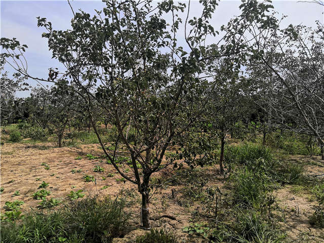 沭陽(yáng)長(zhǎng)景園林山楂種植基地實(shí)拍圖片