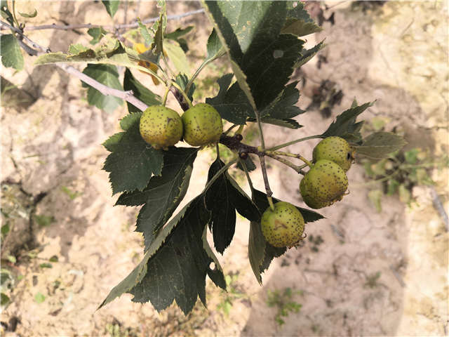 沭陽(yáng)長(zhǎng)景園林山楂種植基地實(shí)拍圖片