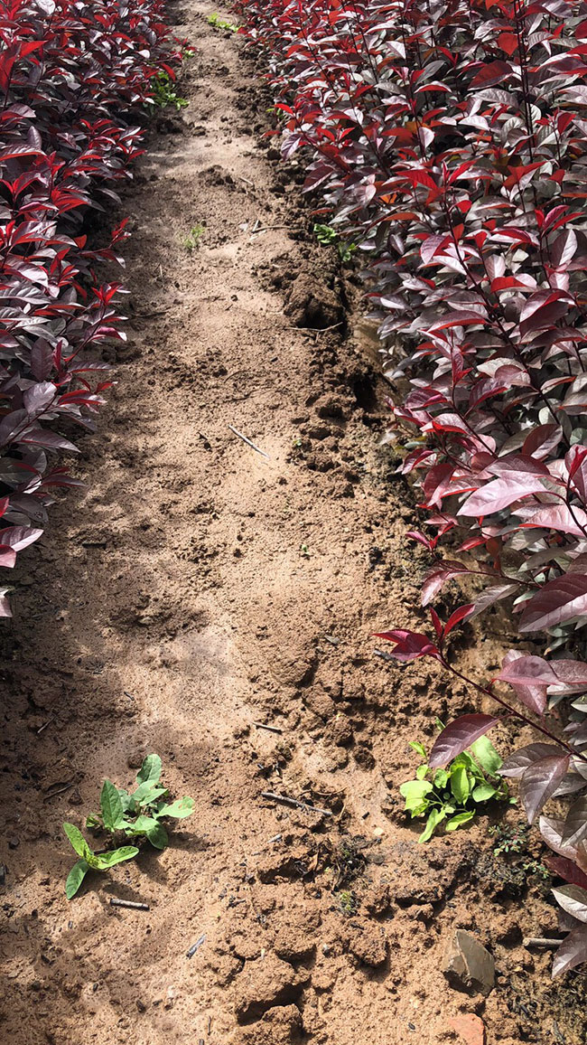 紫葉矮櫻如何繁殖?紫葉矮櫻繁殖方法