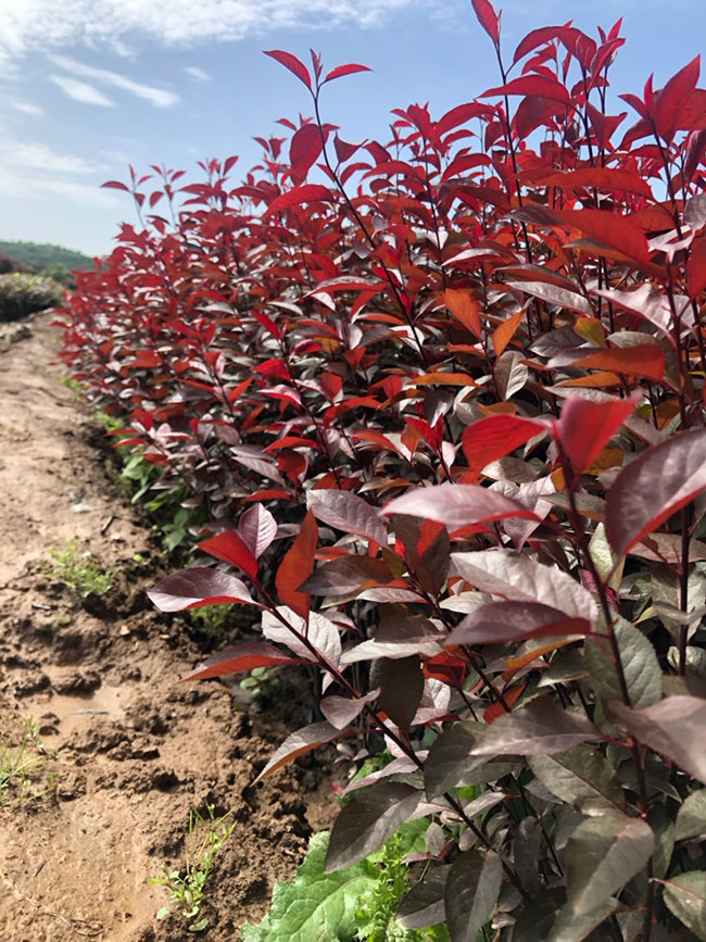 紫葉矮櫻如何繁殖?紫葉矮櫻繁殖方法