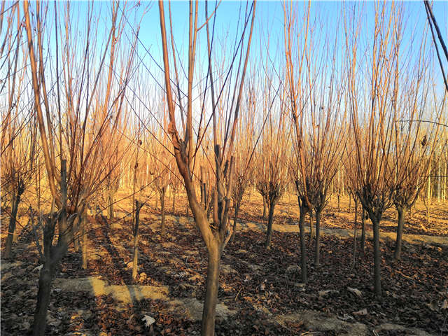 紫葉李照片種植基地實(shí)拍