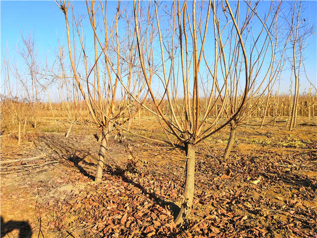 黃櫨照片種植基地實拍