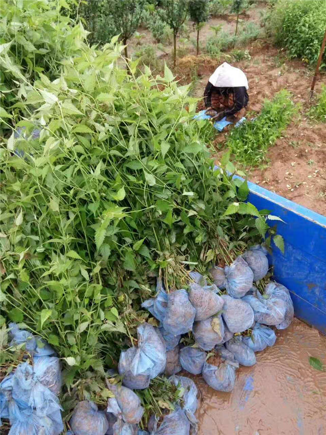 棣棠裝車現(xiàn)場